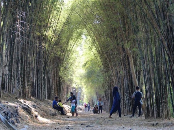 Hutan Bambu Keputih Sukolilo Surabaya